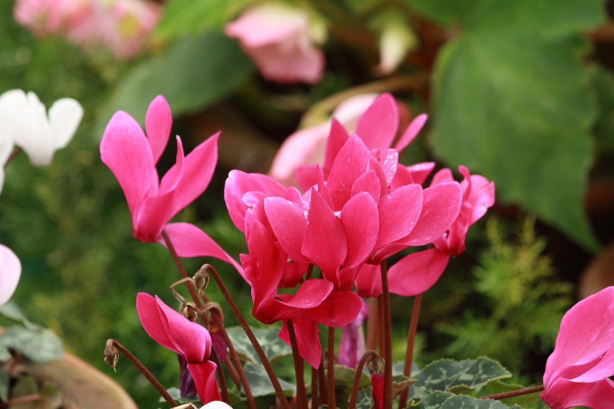 To samé udělejte s cyklámeny v zimě. Vaši sousedé vám budou závidět vaše květiny.