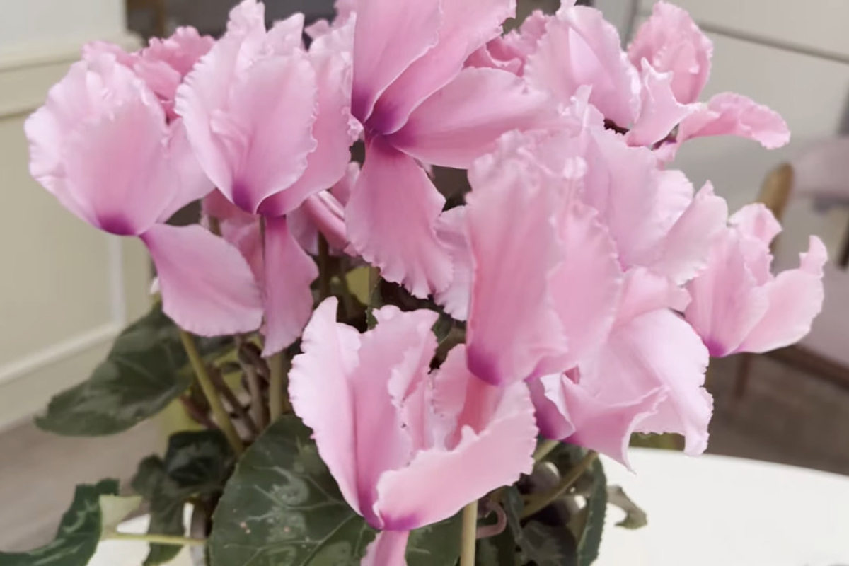 To samé udělejte s cyklámeny v zimě. Vaši sousedé vám budou závidět vaše květiny.